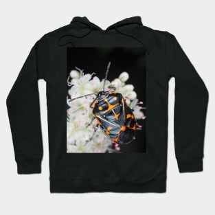 Murgantia histrionica (Harlequin Bug) in Southern California, USA Hoodie